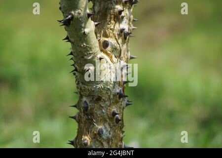 Erythrina variegata mit einem natürlichen Hintergrund. Auch Dadap, cangkring, Tigerklaue und indischer Korallenbaum genannt Stockfoto