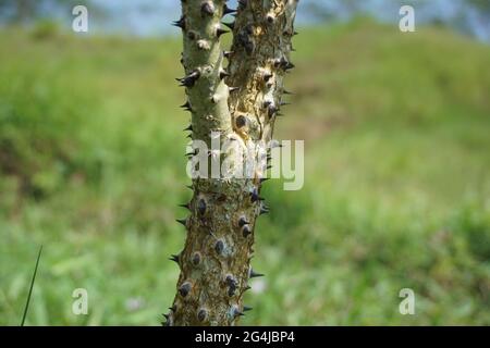 Erythrina variegata mit einem natürlichen Hintergrund. Auch Dadap, cangkring, Tigerklaue und indischer Korallenbaum genannt Stockfoto