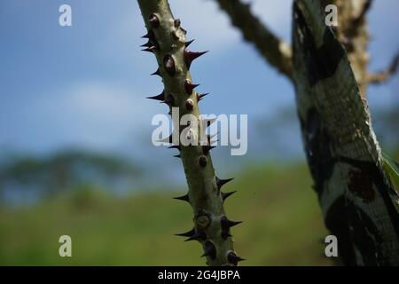 Erythrina variegata mit einem natürlichen Hintergrund. Auch Dadap, cangkring, Tigerklaue und indischer Korallenbaum genannt Stockfoto