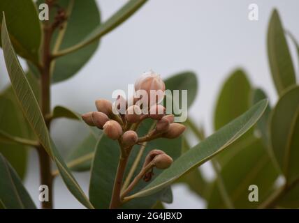 Fruto, Flor e folha no Cerrado Stockfoto