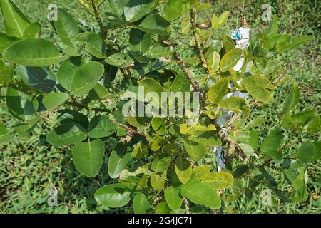 Erythrina variegata mit einem natürlichen Hintergrund. Auch Dadap, cangkring, Tigerklaue und indischer Korallenbaum genannt Stockfoto