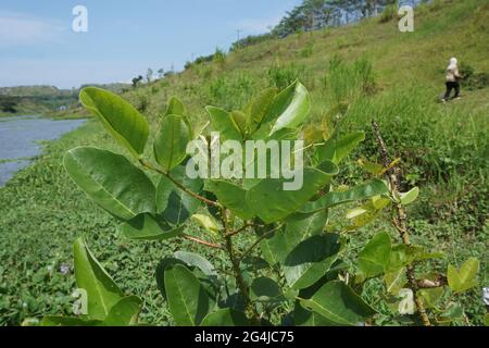 Erythrina variegata mit einem natürlichen Hintergrund. Auch Dadap, cangkring, Tigerklaue und indischer Korallenbaum genannt Stockfoto