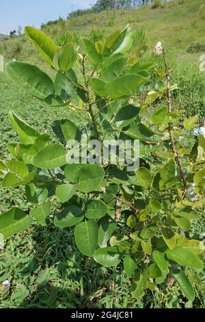 Erythrina variegata mit einem natürlichen Hintergrund. Auch Dadap, cangkring, Tigerklaue und indischer Korallenbaum genannt Stockfoto