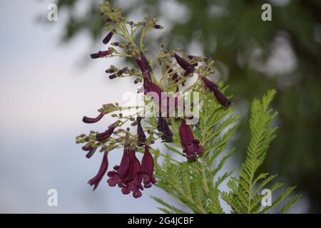 Fruto, Flor e folha no Cerrado Stockfoto