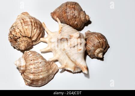 Sea Rapanas auf weißem Hintergrund . Räuberische Schnecken Stockfoto