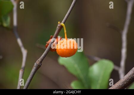 Fruto, Flor e folha no Cerrado Stockfoto