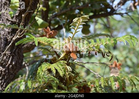 Fruto, Flor e folha no Cerrado Stockfoto