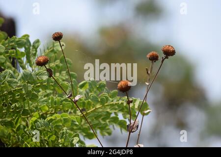 Fruto, Flor e folha no Cerrado Stockfoto