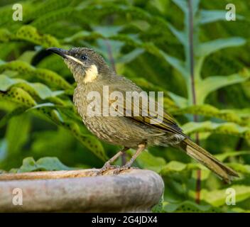 Lewins Honeyeater, Meliphaga lewinii, am Rande eines Gartenvogelbades vor einem Hintergrund grüner Farne in Australien Stockfoto