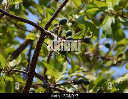 Fruto, Flor e folha no Cerrado Stockfoto