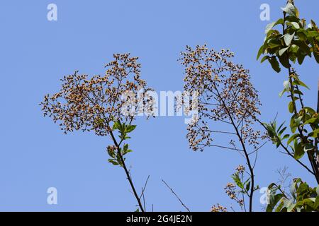 Fruto, Flor e folha no Cerrado Stockfoto