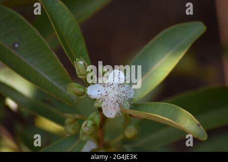 Fruto, Flor e folha no Cerrado Stockfoto
