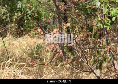 Fruto, Flor e folha no Cerrado Stockfoto