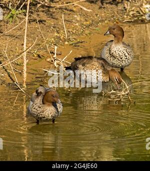 Drei wunderschöne Wood Ducks, Chenonetta jubata, stehen im seichten Wasser eines Sees in einem Stadtpark in Queensland, Australien Stockfoto