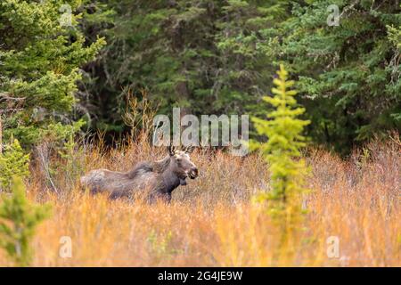 Junge Elche im Yellowstone National Park im Regen Stockfoto