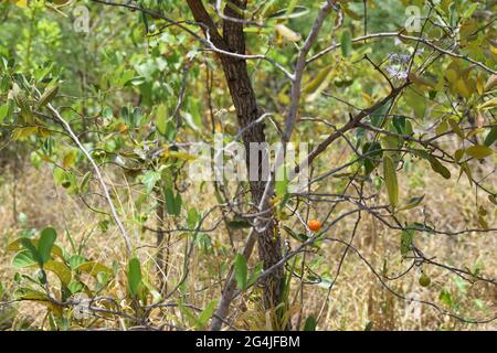Cerrado Stockfoto