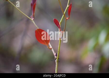 Cerrado vermelho Stockfoto