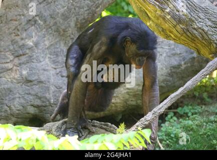 Nahaufnahme einer Gorilla-Mutter, die ihr Kind trägt Stockfoto