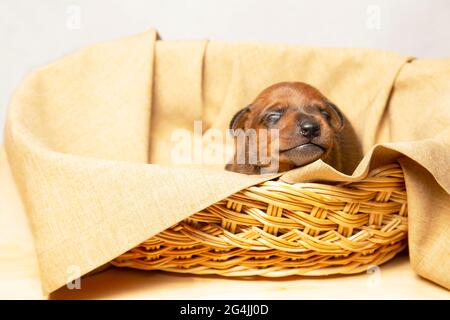 Ein süßer kleiner Welpe schläft in einem Weidenkorb. Nur das Gesicht des Welpen ist vom Korb aus sichtbar. Stockfoto