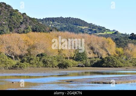 Herbstbäume mit gelben und braunen Blättern entlang der Küste der flachen Mündung mit Wattflächen, die bei Ebbe freigelegt werden. Stockfoto