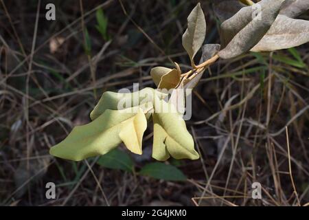Cerrado Brasil: flor, fruto e folha Stockfoto