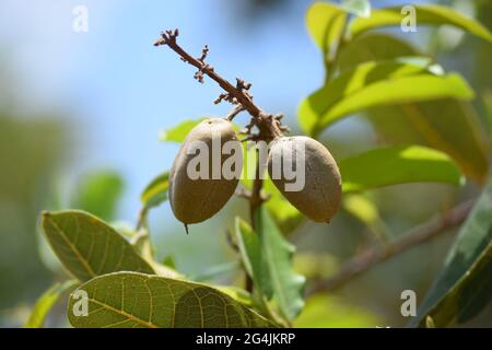 Cerrado Brasil: flor, fruto e folha Stockfoto