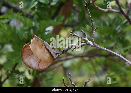 Cerrado Brasil: flor, fruto e folha Stockfoto
