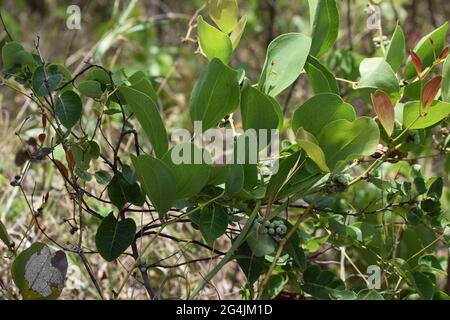 Cerrado Brasil: flor, fruto e folha Stockfoto