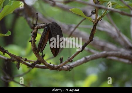 Cerrado Brasil: flor, fruto e folha Stockfoto