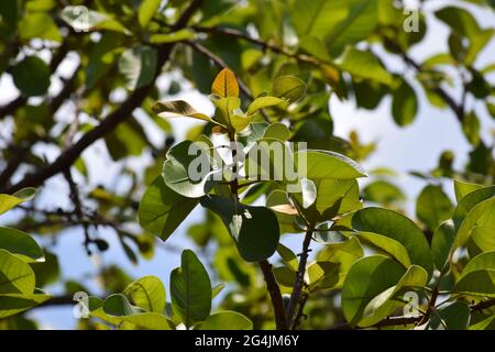Cerrado Brasil: flor, fruto e folha Stockfoto