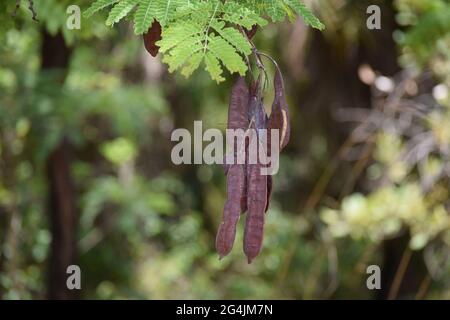 Cerrado Brasil: flor, fruto e folha Stockfoto
