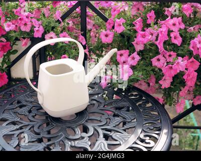 Blühende wunderschöne rosa Petunia Blumen und weiße Gießkanne steht auf dem Tisch. An sonnigen Sommertagen wurden auf dem Balkon Metallmöbel geschmiedet. Blumen auf Balk Stockfoto