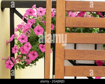 Blühende wunderschöne rosa Petunia Blumen und weiße Gießkanne steht auf dem Tisch. Blumen auf dem Balkon Stockfoto