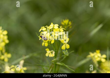 Eine Biene sammelt Nektar auf gelben Rapsblüten. Rapsblüten schließen während der Blüte auf einem unscharfen Hintergrund. Stockfoto