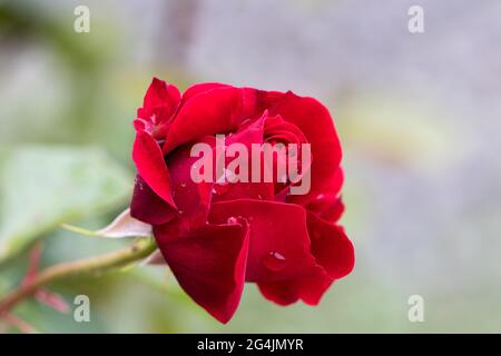 Große heiße rote Rosen, Tropfen Regenwasser auf Rosenblüten. Sommer, duftende, scharlachrote Rosen auf verschwommenem Hintergrund von dunklen Laubrosenbusch im Sommer gar Stockfoto