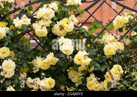 Sommer, duftende, üppige, gelbe Rosen mit einer Knospe vor dem Hintergrund eines dunklen, grünen Rosenbusches. Gelbe Rosenblüten auf einem metallgeschmiedeten Zaun im g Stockfoto