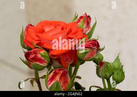 Große, duftende, üppige, orangefarbene Rosen mit einer Knospe gegen einen dunkelblättrigen Rosenstrauch im Frühjahr. Оrange Rosenblüten auf dem Rosenbusch im Garten in Stockfoto