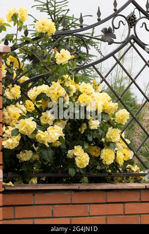 Sommer, duftende, üppige, gelbe Rosen mit einer Knospe vor dem Hintergrund eines dunklen, grünen Rosenbusches. Gelbe Rosenblüten auf einem metallgeschmiedeten Zaun im g Stockfoto