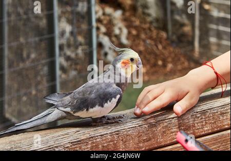 Große Auswahl an grünen und violetten Sukkulenten, die in Töpfen wachsen. Stockfoto