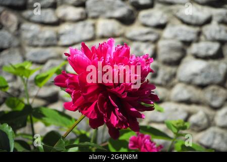 Nahaufnahme der pinkfarbenen Pfingstrose auf dem Hintergrund einer Steinmauer. Schöne rosa Blume. Stockfoto