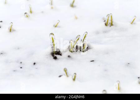 Das Weizenfeld ist im Winter mit Schnee bedeckt. Winterweizen während des Frosts mit Eis bedeckt. Grünes Gras, Rasen unter Schnee. Ernte in Kälte. Wachsende Körner c Stockfoto