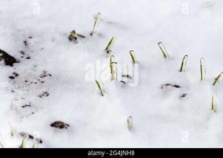 Das Weizenfeld ist im Winter mit Schnee bedeckt. Winterweizen während des Frosts mit Eis bedeckt. Grünes Gras, Rasen unter Schnee. Ernte in Kälte. Wachsende Körner c Stockfoto