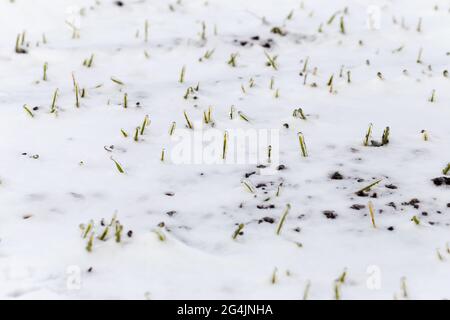 Das Weizenfeld ist im Winter mit Schnee bedeckt. Winterweizen während des Frosts mit Eis bedeckt. Grünes Gras, Rasen unter Schnee. Ernte in Kälte. Wachsende Körner c Stockfoto