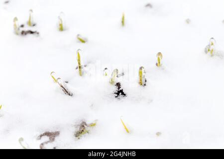 Das Weizenfeld ist im Winter mit Schnee bedeckt. Winterweizen während des Frosts mit Eis bedeckt. Grünes Gras, Rasen unter Schnee. Ernte in Kälte. Wachsende Körner c Stockfoto