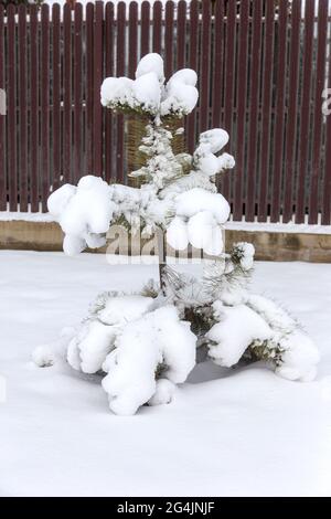 Einsame, schneebedeckte Kiefer auf dem Hintergrund eines Holzzauns im Dorf. Stockfoto