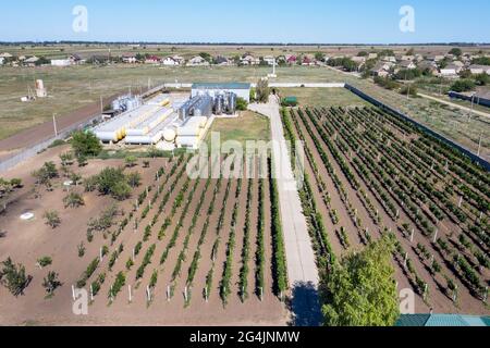 Kleines Weingut auf dem Land, in der Nähe von Odessa, Ukraine Stockfoto