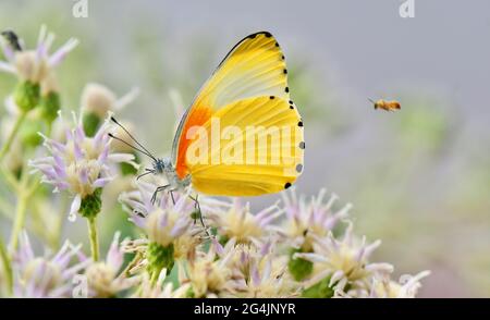 Gewöhnlicher gepunkteter Grenzfalter auf weißen Blüten, Südafrika Stockfoto