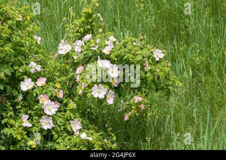 Hagebutte Blume nach Regen. Blühender Hagebuttenbusch an einem sonnigen Sommertag, Nahaufnahme. Zart rosa Blüten auf einem Zweig von Hagebutten. Sommerliche Hagebutten Stockfoto