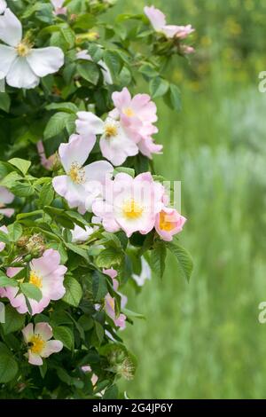 Hagebuttenblume. Blühender Hagebuttenbusch an einem sonnigen Sommertag, Nahaufnahme. Zart rosa Blüten auf einem Zweig von Hagebutten. Stockfoto