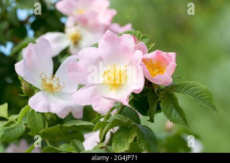 Hagebuttenblume. Blühender Hagebuttenbusch an einem sonnigen Sommertag, Nahaufnahme. Zart rosa Blüten auf einem Zweig von Hagebutten. Stockfoto